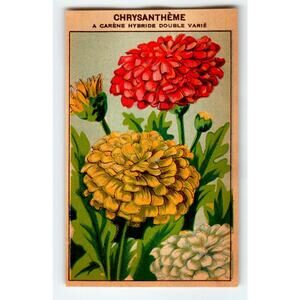 1920's Flower Art Print CHRYSANTHEME Lithograph Original Vintage For Seed Pack